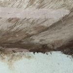 Wet Rot infestation in property home