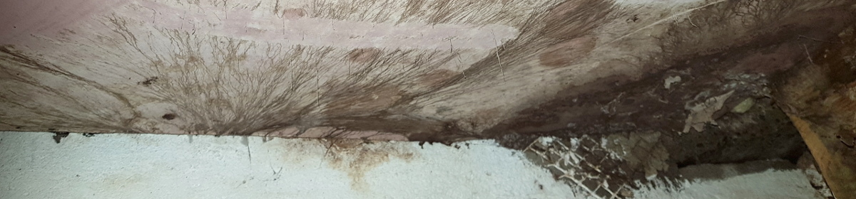 Wet Rot infestation in property home