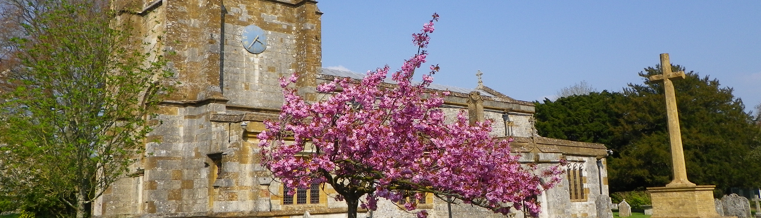 Cherry tree in front of Church in Charminster