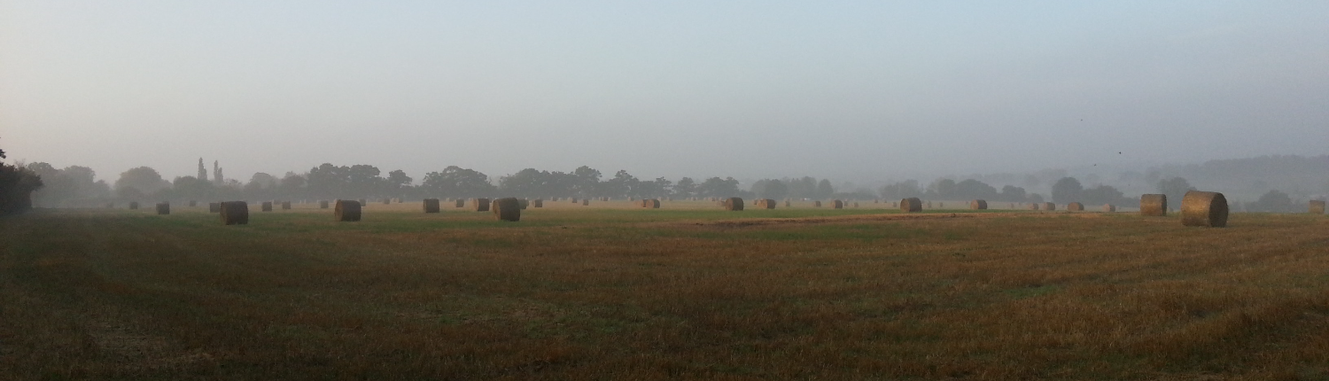 Haybales in a field in Sawbridgeworth