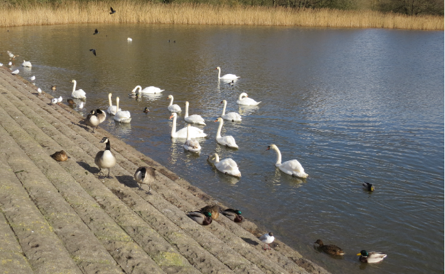 Chew Valley Lake with Swans, Canadian Geese and Mallard Ducks