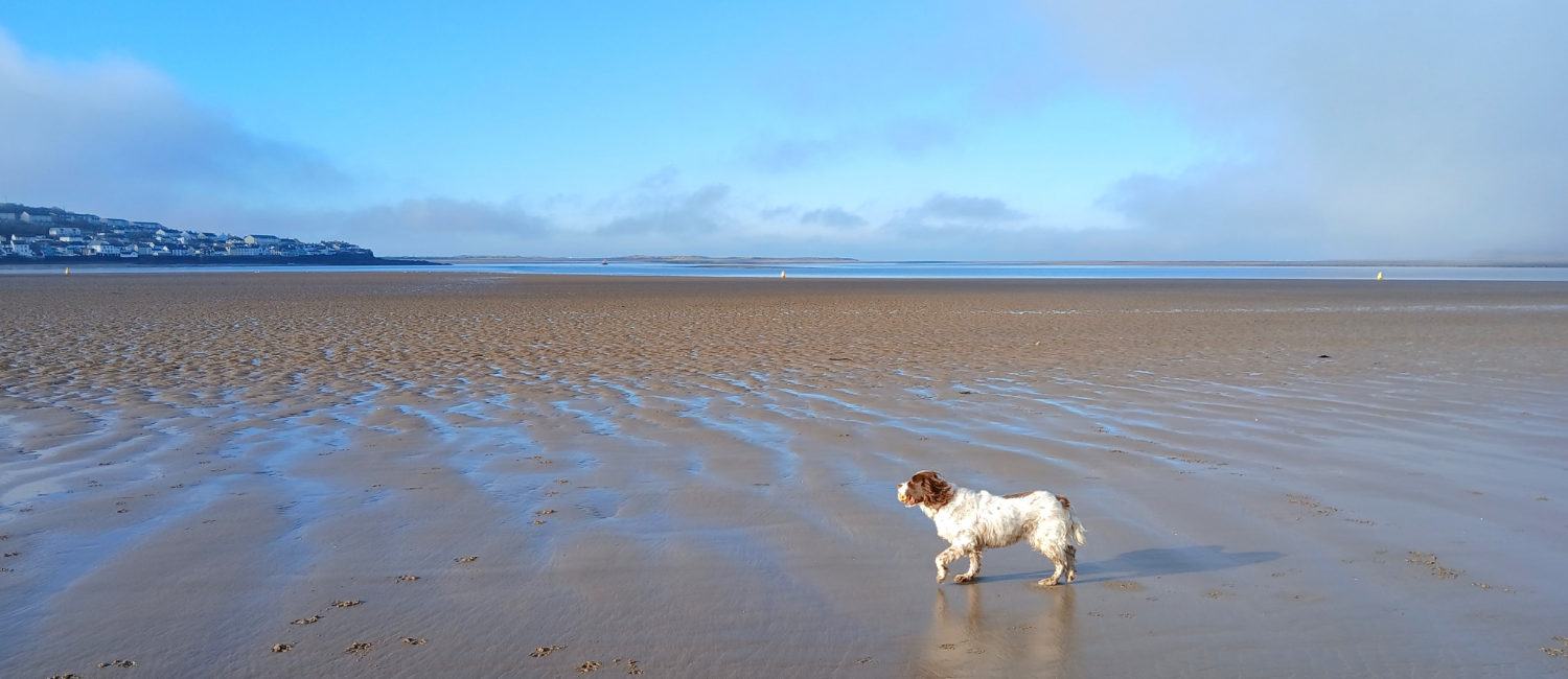 Surveyors dog on Instow beach with a view of Appledore