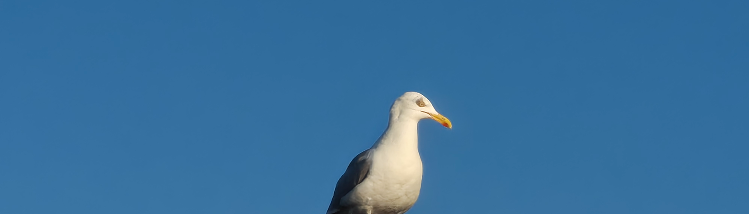 Image of seagull against a blue sky
