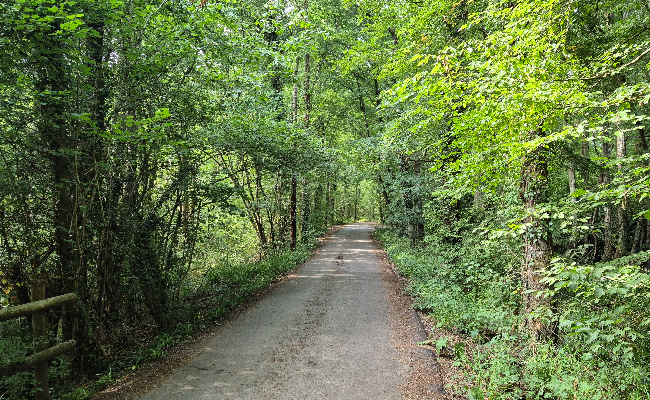 Woodland path in Ifold